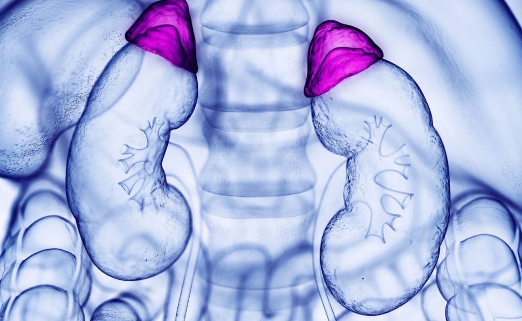 Rezistența la cortizol – semnalul tăcut că stresul ți-a schimbat chimia corpului