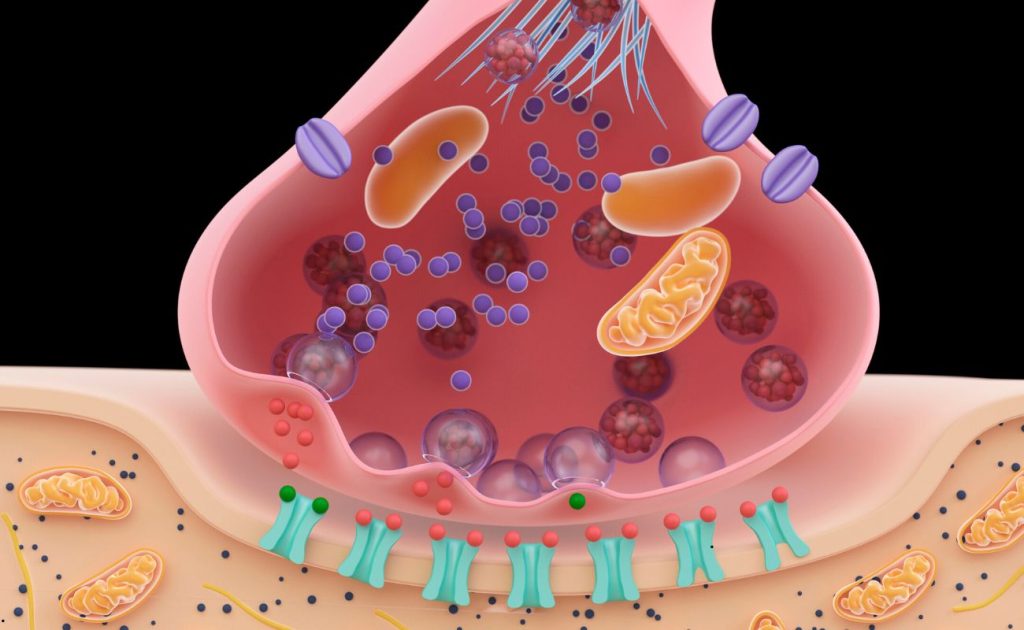 Ce este mitocondria și de ce este cheia energiei în corpul tău