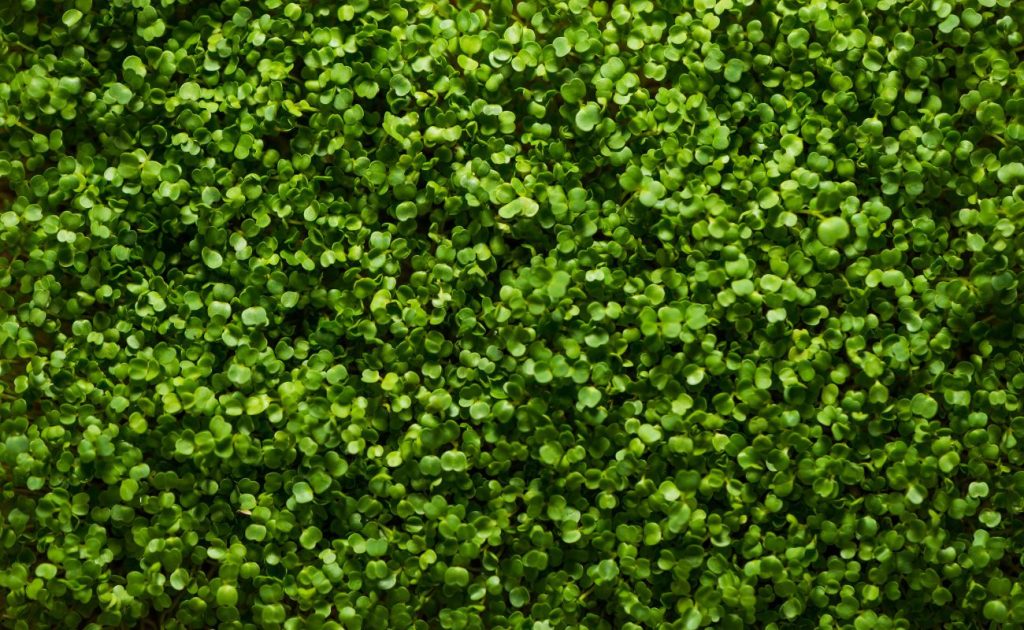 Plantele care reduc retenția limfatică: păpădia și mesteacănul, detoxifiere naturală pentru corpul tău